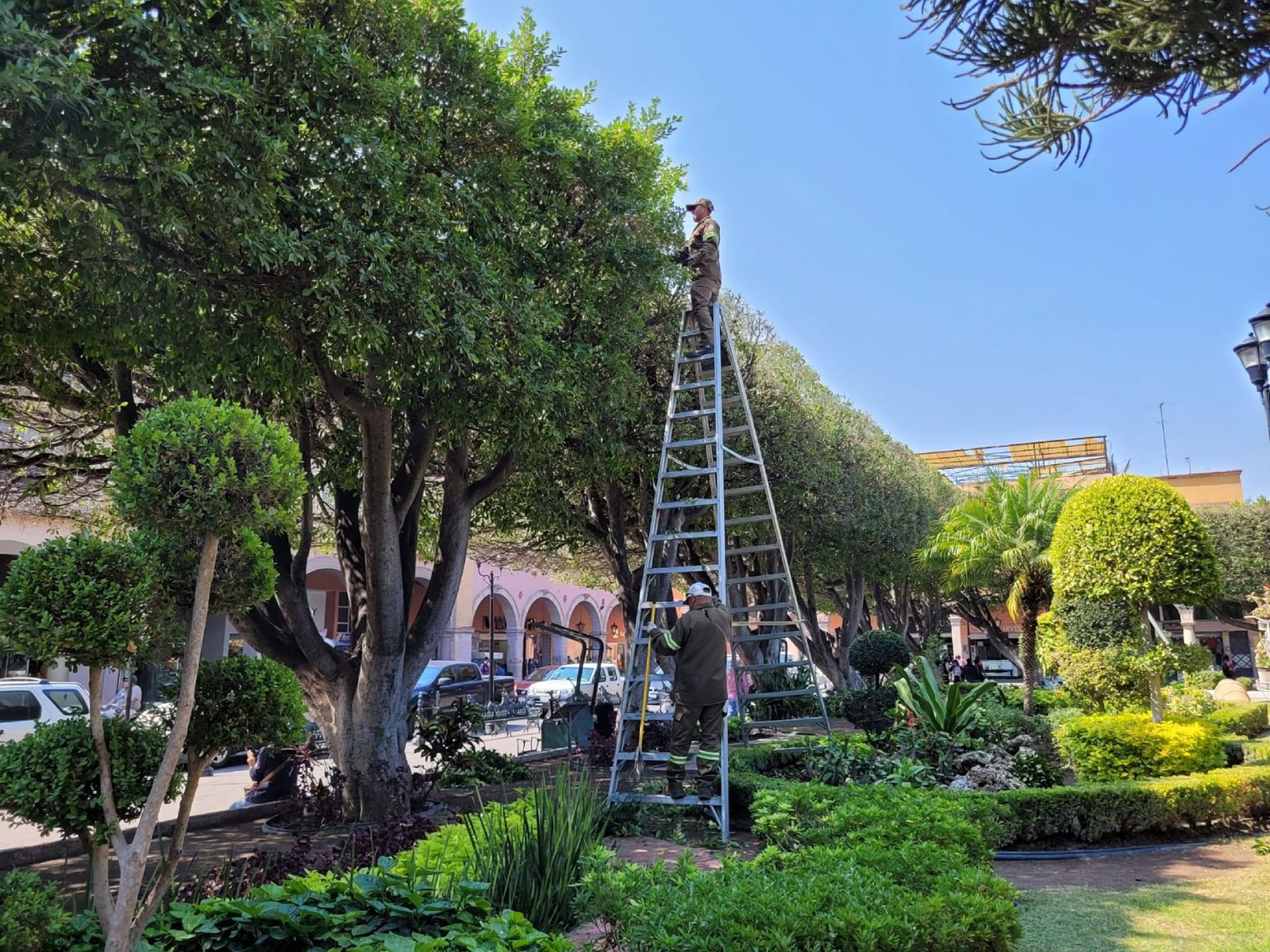 DAN MANTENIMIENTO AL ARBOLADO DEL JARDÍN PRINCIPAL